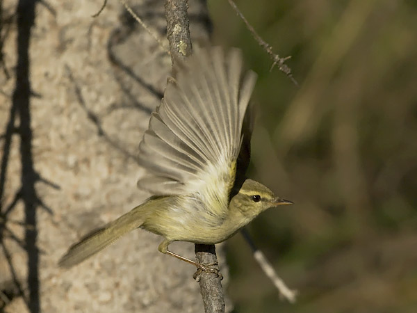 Idänuunilintu, Greenish Warbler, Phylloscopus trochiloides
